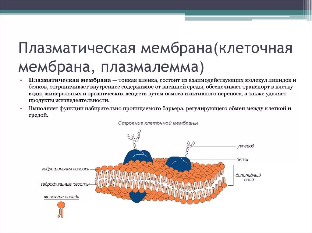 Эукариотическая клетка плазматическая мембрана. Клеточная мембрана плазмалемма. Плазматическая мембрана плазмалемма функции. Клеочная мембрана иплазмолема. Плазмалемма (плазматическая мембрана) строение и функции.