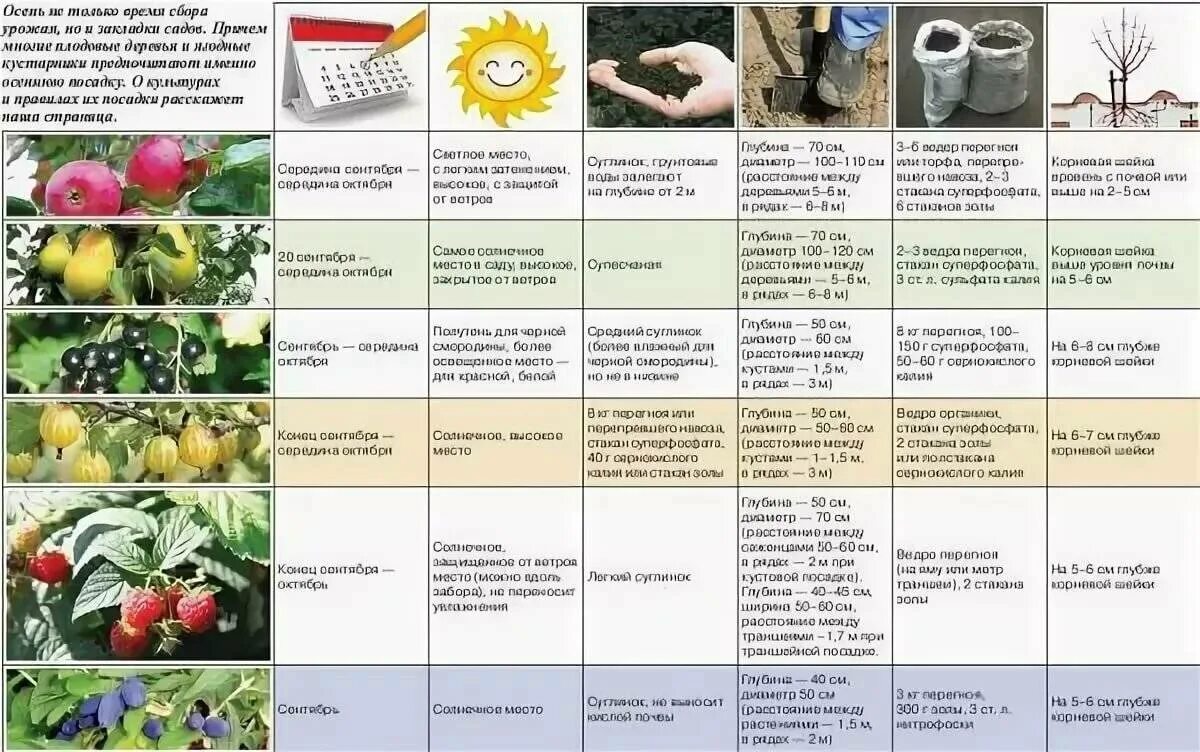 Какое время лучше посадить. Таблица подкормки плодовых деревьев. Таблица подкормки огородных растений. Подкормка плодовых деревьев весной таблица. Схема удобрения плодовых деревьев и кустарников.