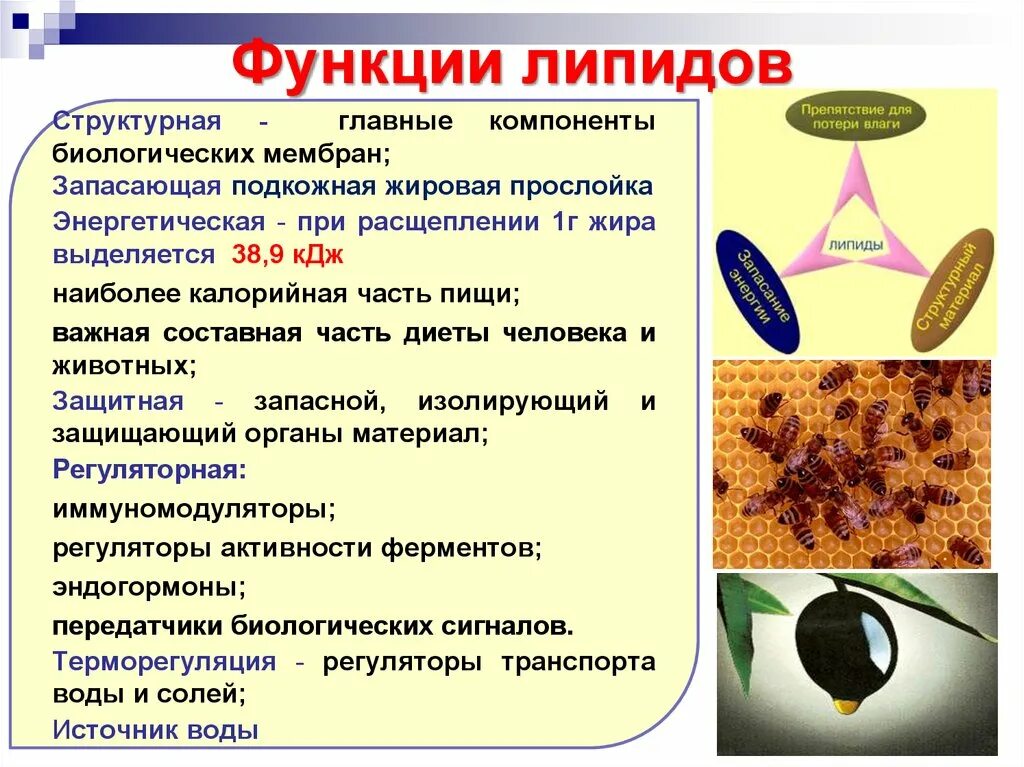 Липиды выполняющие строительную функцию. Сигнальная функция липидов. Функции липидов(жиров) биология. Функции липидов биология.