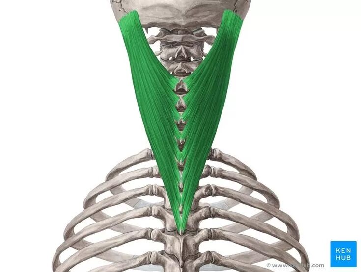 Linea nuchalis