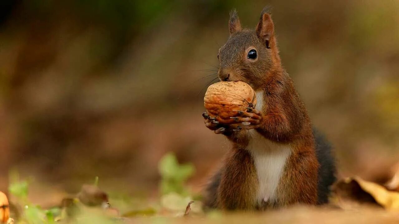 Белка с орехом фото Red Squirrels Interact With My Props While I Photograph Them, And They Make The