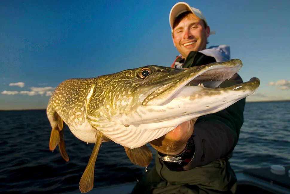 Фото рыбака и рыбки. Northern Pike рыба. Огромная щука. Гигантская щука. Рыба щука.