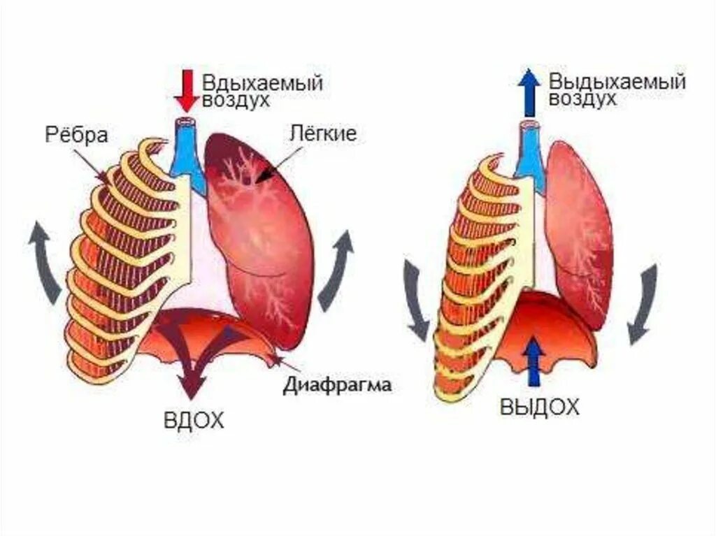 Вентиляция легких механизм вдоха и выдоха. Диафрагма механизм вдоха и выдоха. Дыхание механизм вдоха и выдоха. Дыхательная система человека механизм вдоха и выдоха.