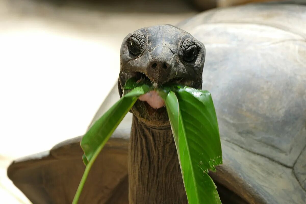 Сейшельские черепахи. Черепаха Альдабра. Черепахи на Сейшельских островах. Сейшельская гигантская черепаха. Гигантские черепахи Сейшелы.