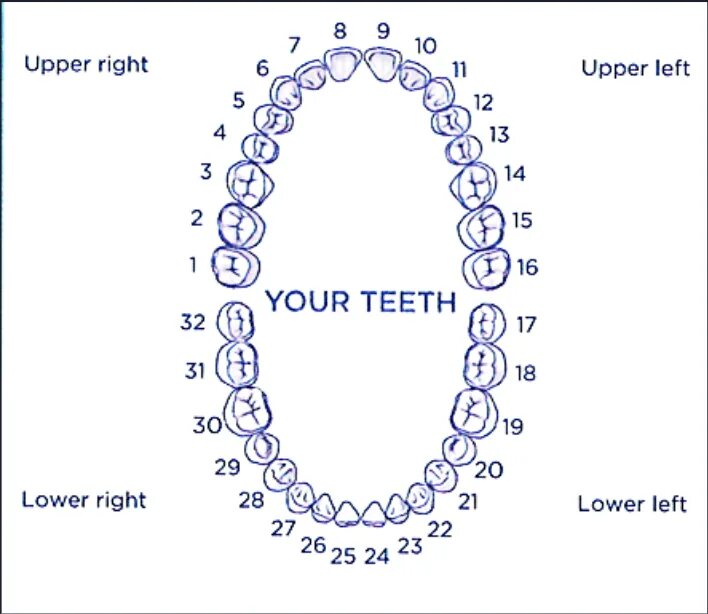 Нумерация зубов в стоматологии схема у взрослых. Зубы человека схема. Схема расположения зубов напечатать. Названия зубов человека в стоматологии. Схема зубов у ребенка с номерами 9 лет.