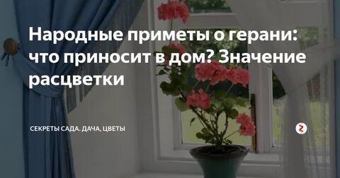 Цветы дома приметы и суеверия