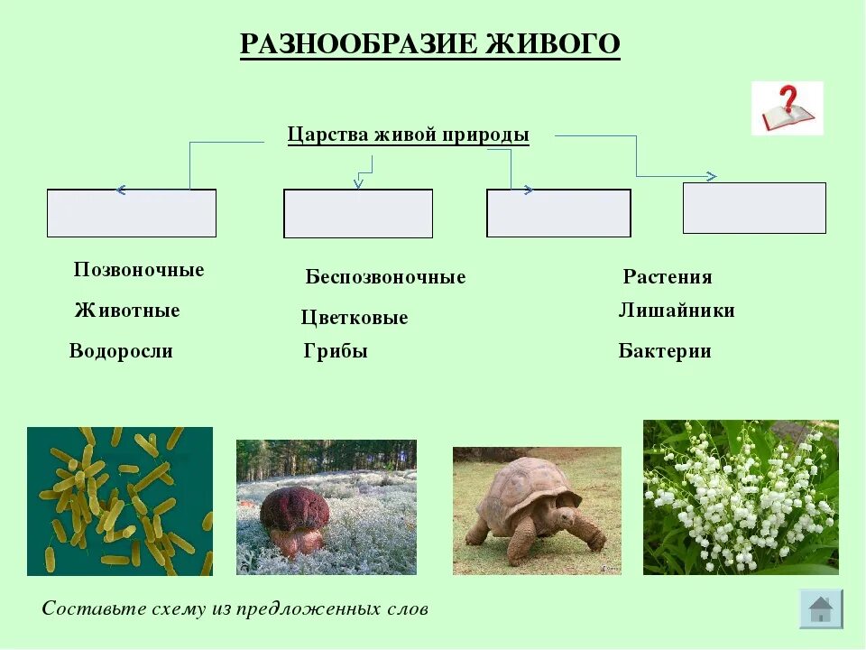 Царство животных царство растений царство грибов царство бактерий. Представители Царств природы. Многообразие Царств живой природы. Царства живой природы схема.