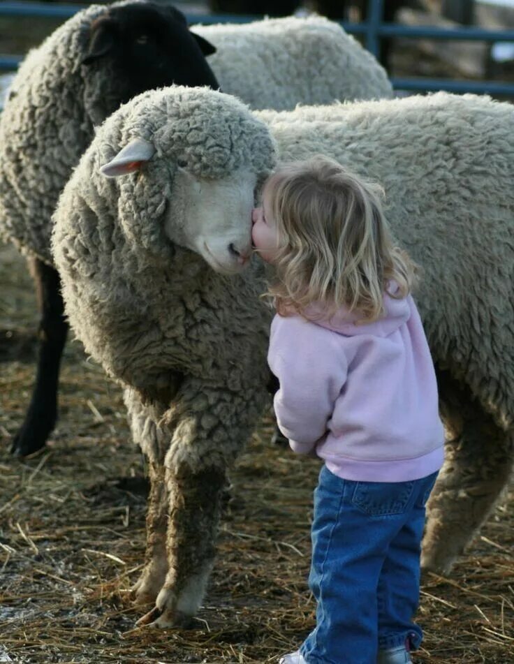 Olan bir. Красивая овца. Овца с ягненком. Овца для детей. Домашние животные и человек.