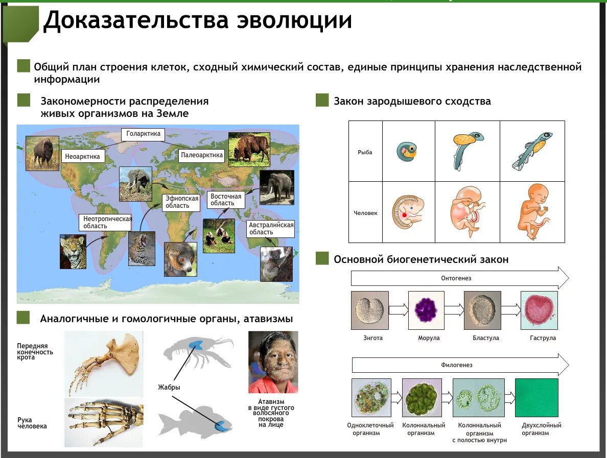 Самостоятельная биология 11. Учебные плакаты по биологии. Плакаты по общей биологии. Плакат по биологии 10 класс. Наглядные плакаты по биологии.