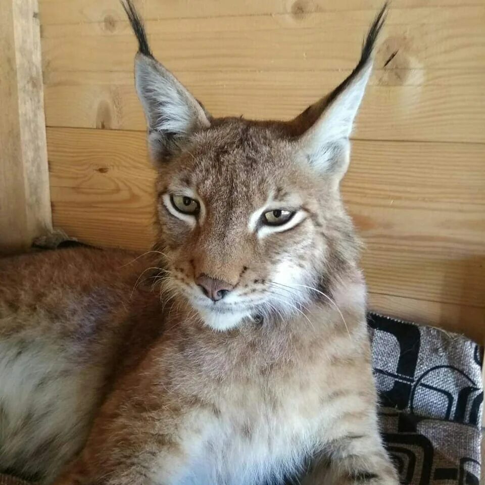 Кошка породы Рысь. Каракал пиксибоб. Кошка Рысь домашняя порода. Кошка похожая на Рысь. Похожая на рысь как называется