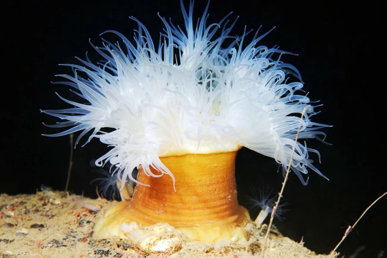 Кишечнополостные водоросли. Актиния Кишечнополостные. Актинии морские анемоны. Актиния метридиум старческий. Морская гвоздика актиния.