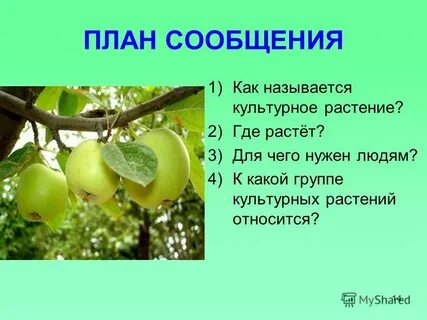 Груша группа культурных растений