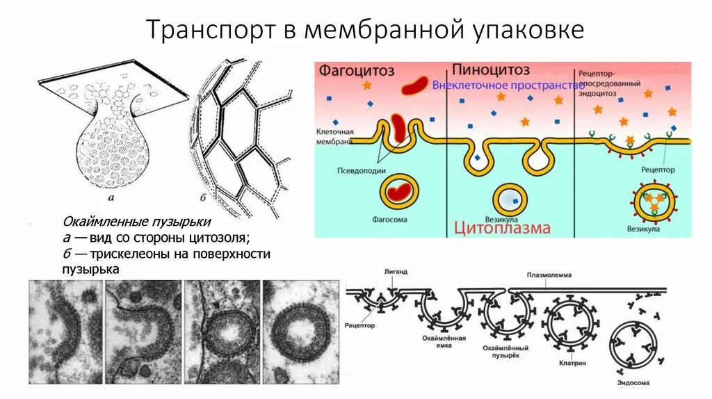 Мыльная пена. Упаковка веществ в мембранные пузырьки. Упаковка веществ в мембранные пузырьки. Мыльные пузыри. Функции пластинчатого комплекса гольджи.