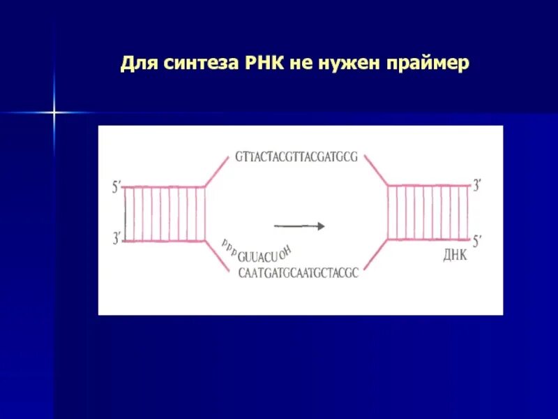 Праймер РНК затравка. РНК праймер функции. Для чего нужны РНК Праймеры. Синтез РНК праймера.