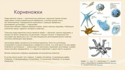 Амеба уровни организации жизни