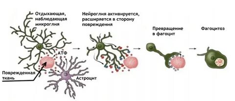 Способны к фагоцитозу амебоидному движению