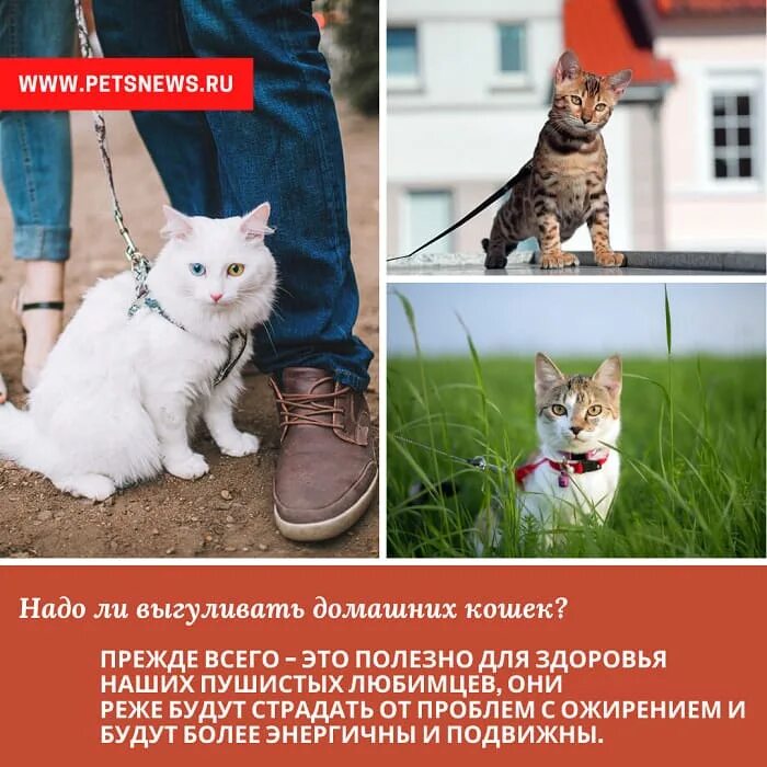 Могут ли кошки загулять