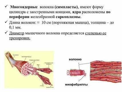Длинные многоядерные клетки какая ткань