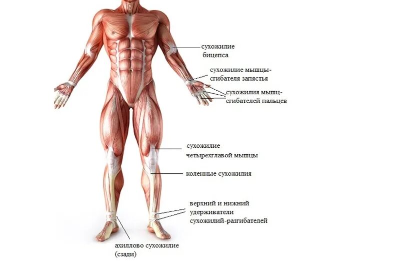 Связки тела. Связки человека схема. Сухожилия человека анатомия. Связки человека анатомия. Где находятся сухожилия у человека.