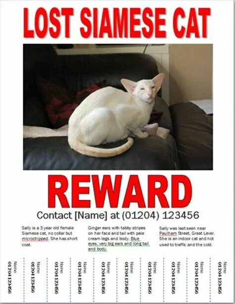 Lost Cat. Announcement Lost Cat. Lost Cat poster. Плакаты с кошками.