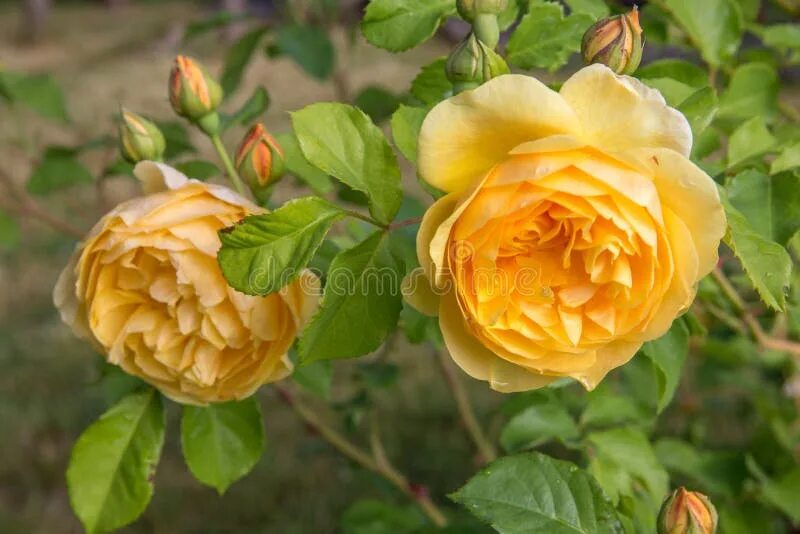 Pin su Growing Roses