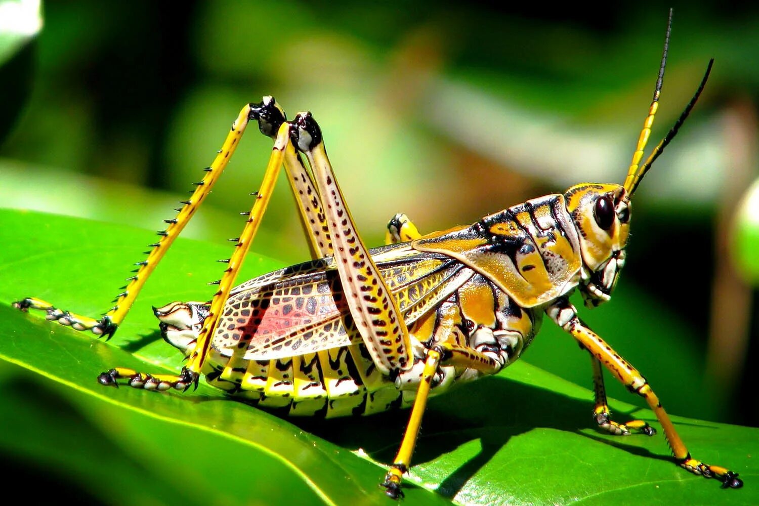 Прямокрылые кузнечик певчий. Кузнечиковые прямокрылые. Зачем сверчки стрекочут. Углокрылый кузнечик. Саранча кузнечик жук.