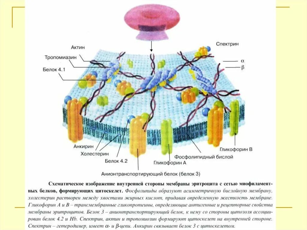 Строение мембраны эритроцита. Структура мембраны эритроцита. Строение цитоскелета эритроцитов гистология. Строение цитоскелета эритроцитов. Внутренним слоем и поверхностью