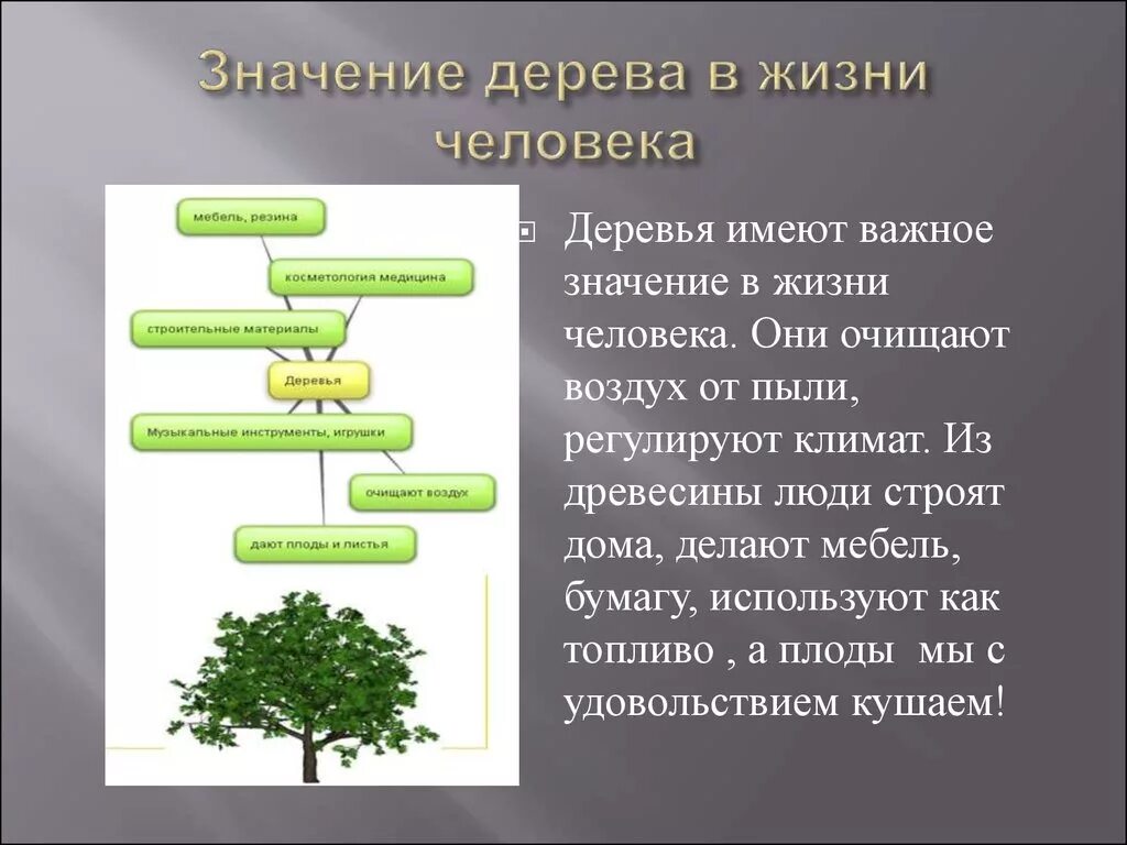 Объясни значение человек природа. Значимость деревьев в жизни человека. Польза деревьев для человека. Деревья в жизни человека. Значение деревьев в природе.