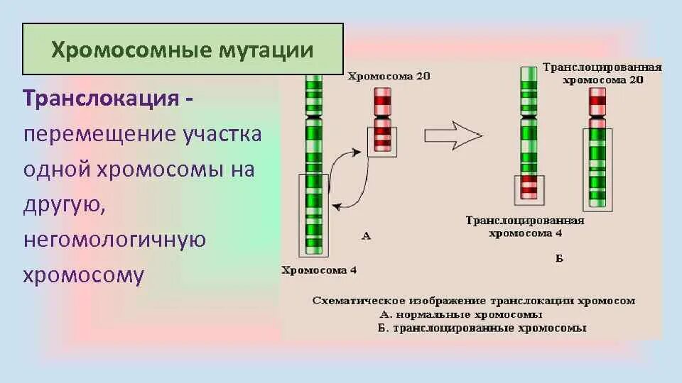 Хромосомные мутации выпадающие. Хромосомные мутации выпадающие