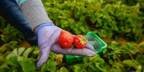 Фф ври клубники по секрету