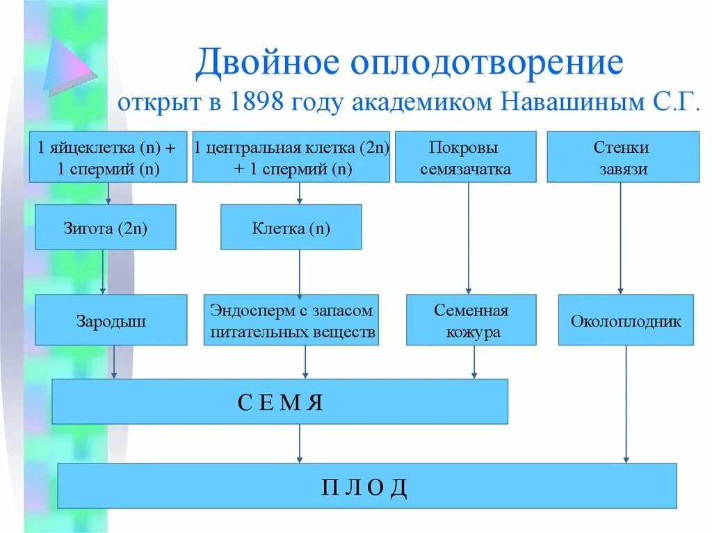 Признаки двойного оплодотворения. Схема двойного оплодотворения. Схема двойного оплодотворения у растений. Схема по двойному оплодотворению. Двойное оплодотворение у цветковых растений.