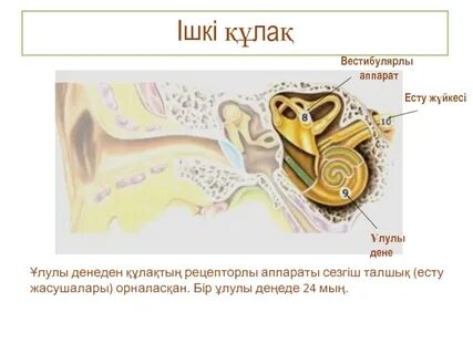 Жігіт нағашы әжесін сиқыды