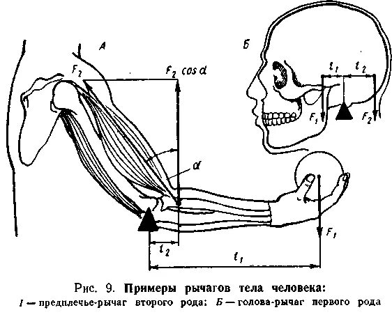 2 рычаг в скелете человека. Рычаг 1 рода в биомеханике. Рычаг 2 рода в биомеханике. Рычаги в теле человека биомеханика. Рука человека рычаг.