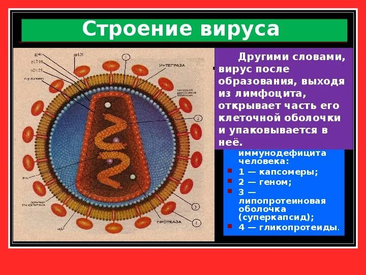 Защитная оболочка вируса. Строение вируса. структура вируса спид. строение вируса вич. структура вируса вич.
