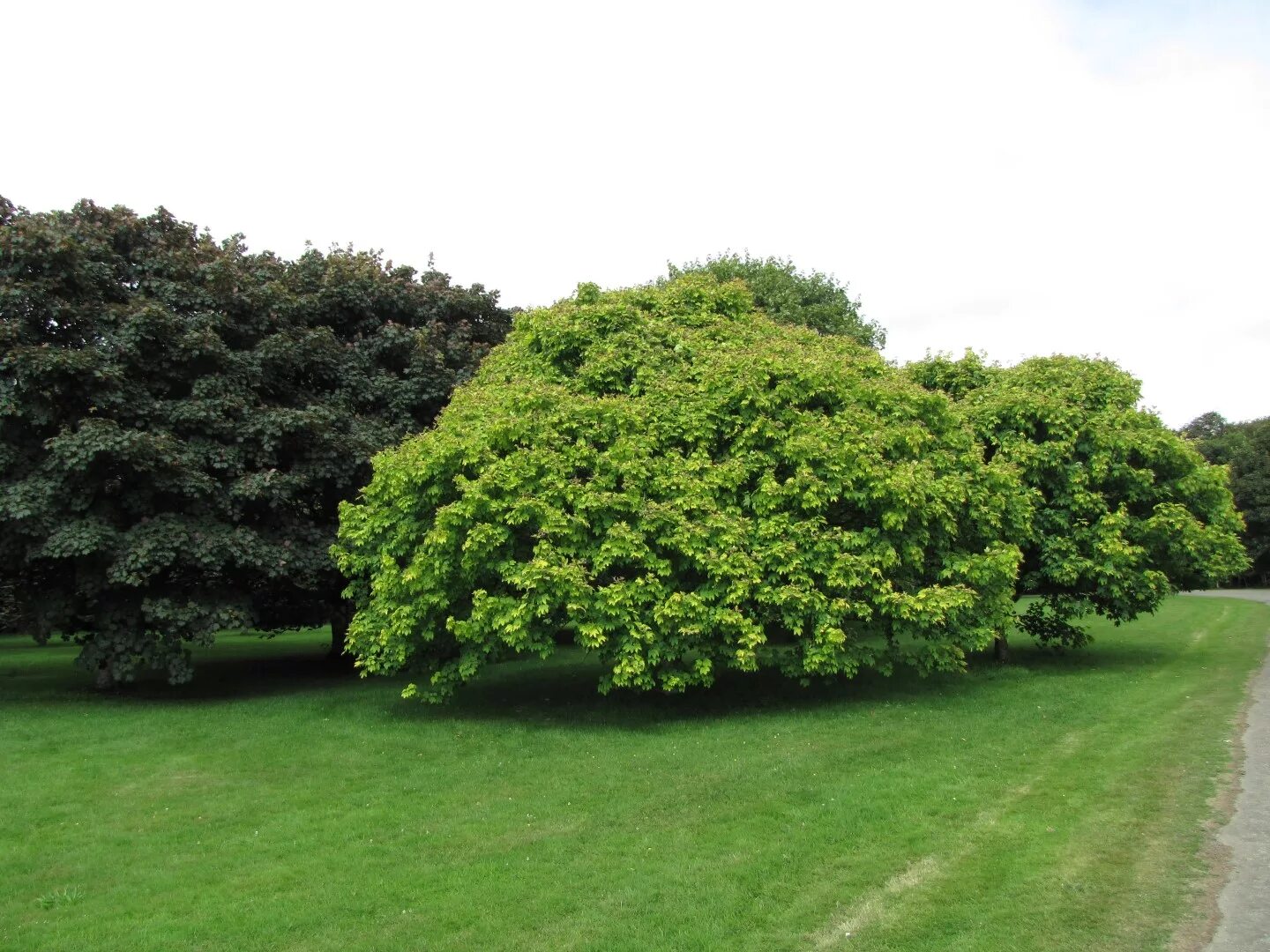 Плотная крона. Acer pseudoplatanus 'Worley'. Клен Ложноплатановый. Клен Явор. Клен Ложноплатановый Бриллиантиссимум.