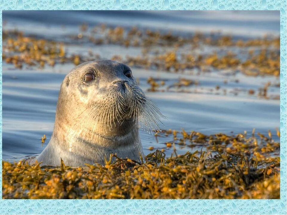 Белое море тюлени. Лахтак морской заяц. морской заяц баренцево море. море лаптевых морской заяц. морской заяц в белом море.