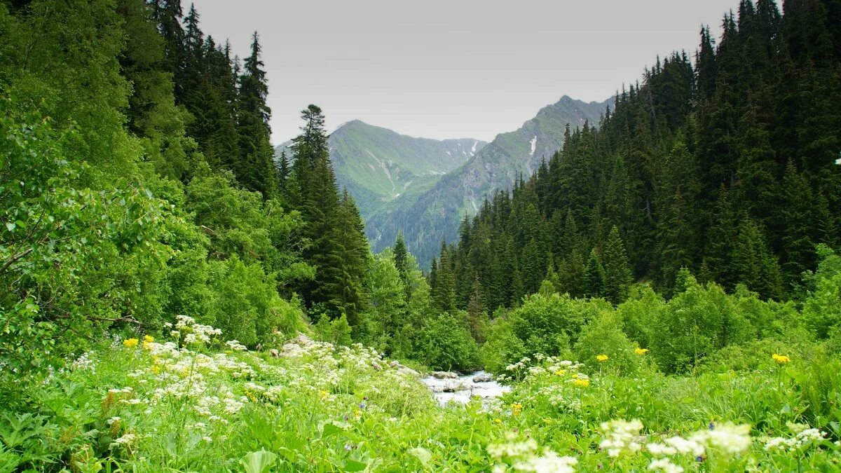 Река теберда карачаево черкесия. Плато бермамыт кисловодск. Председатель правительства кчр. Кчр 30. Курджиново карачаево-черкесия горы.