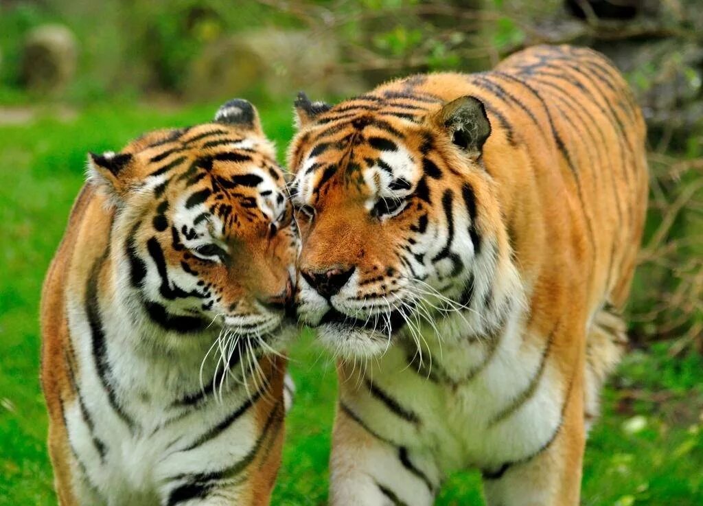 Амурский тигр самка. Амурский тигр самец и самка. Уссурийский тигр самка. Амурский тигр самка с тигрятами. Внешний вид тигров