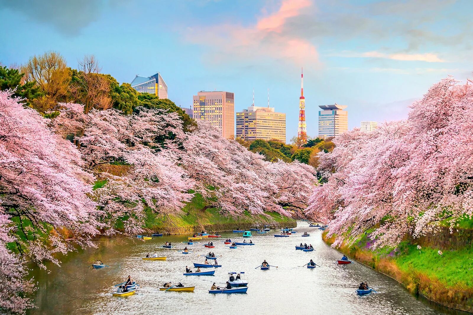 Чидоригафучи Токио. Парк тидоригафути (Чидоригафучи). Киото Япония цветение Сакуры. Японский парк Чидоригафучи. Сакура остров