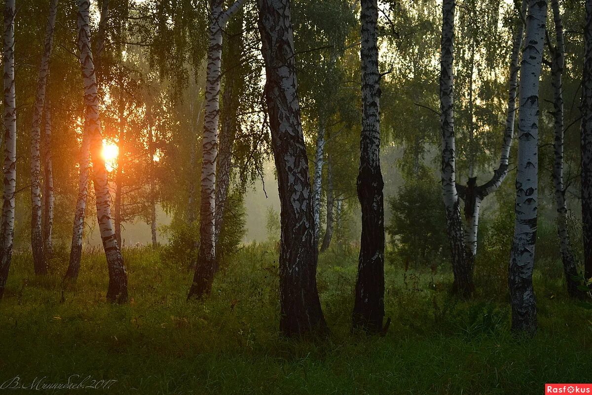 Лес вечером. Березовый лес вечером. Вечер в Березовом лесу. Березовая роща вечер. Звезды березки