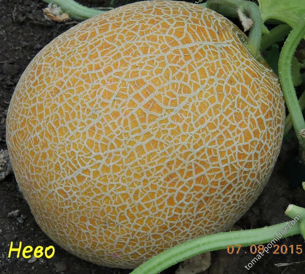Сорт мануэла дыня. Дыня мануэла f1. Сорт мануэла дыня. Семена дыни мануэла. Семена дыни мануэла.