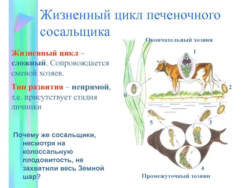 Цикл развития печеночного сосальщика промежуточный хозяин. Цикл развития печёночного сосальщика окончательный хозяин. Основной окончательный хозяин печеночный сосальщик. Циклы развития печёночный сосальщик основной и промежуточный хозяин.