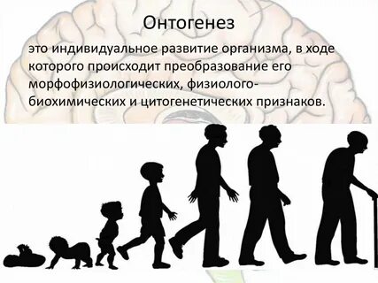 Эволюция индивидов