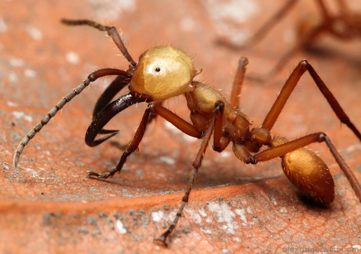 Название армейского муравья. Эцитоны Бурчелли. Муравьи Эцитоны Бурчелли. Армейские муравьи-солдаты (Eciton burchellii). Кочевой муравей Эцитон Бурчелли.