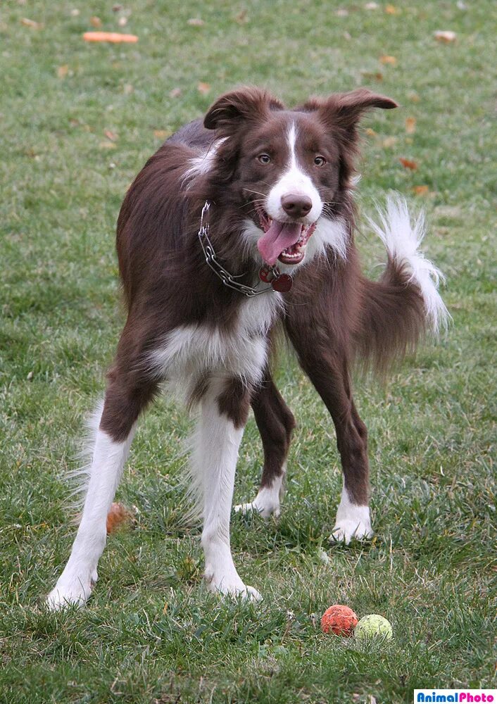 Most recent Photos Border Collies facts Thoughts The Border Collie hails from th