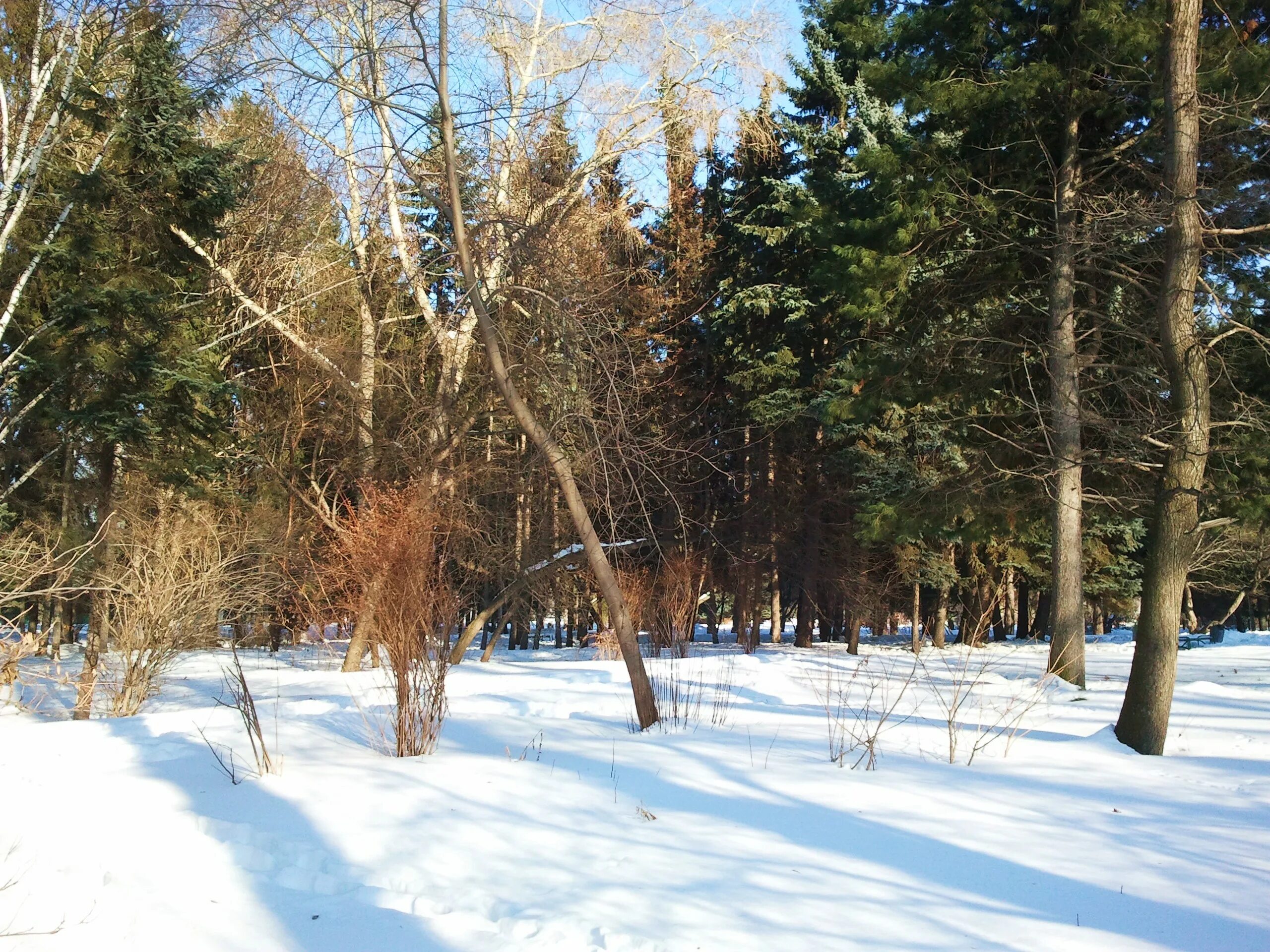 Зимняя природа. Стоит зимний солнечный денек. Стоит зимний солнечный денек. С последними зимними деньками. Морозный денек.