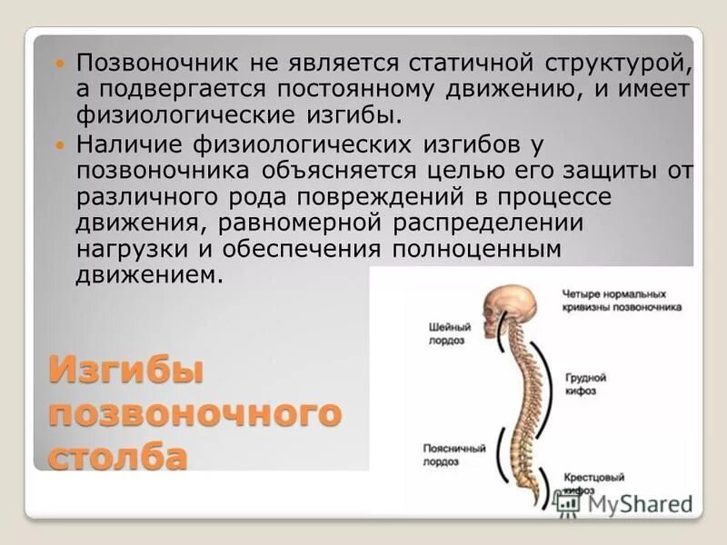 Изгибы позвоночника у детей. Изгибы позвоночника. Перечислить физиологические изгибы позвоночника:.