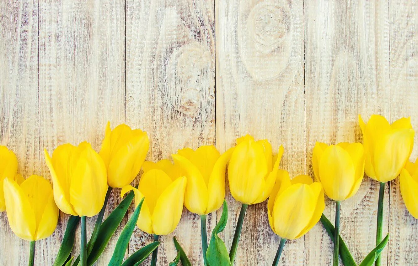 Обои желтые тюльпаны. Тюльпаны фон. Фотофон желтые тюльпаны. Тюльпаны на желтом фоне. Желтые тюльпаны фото.