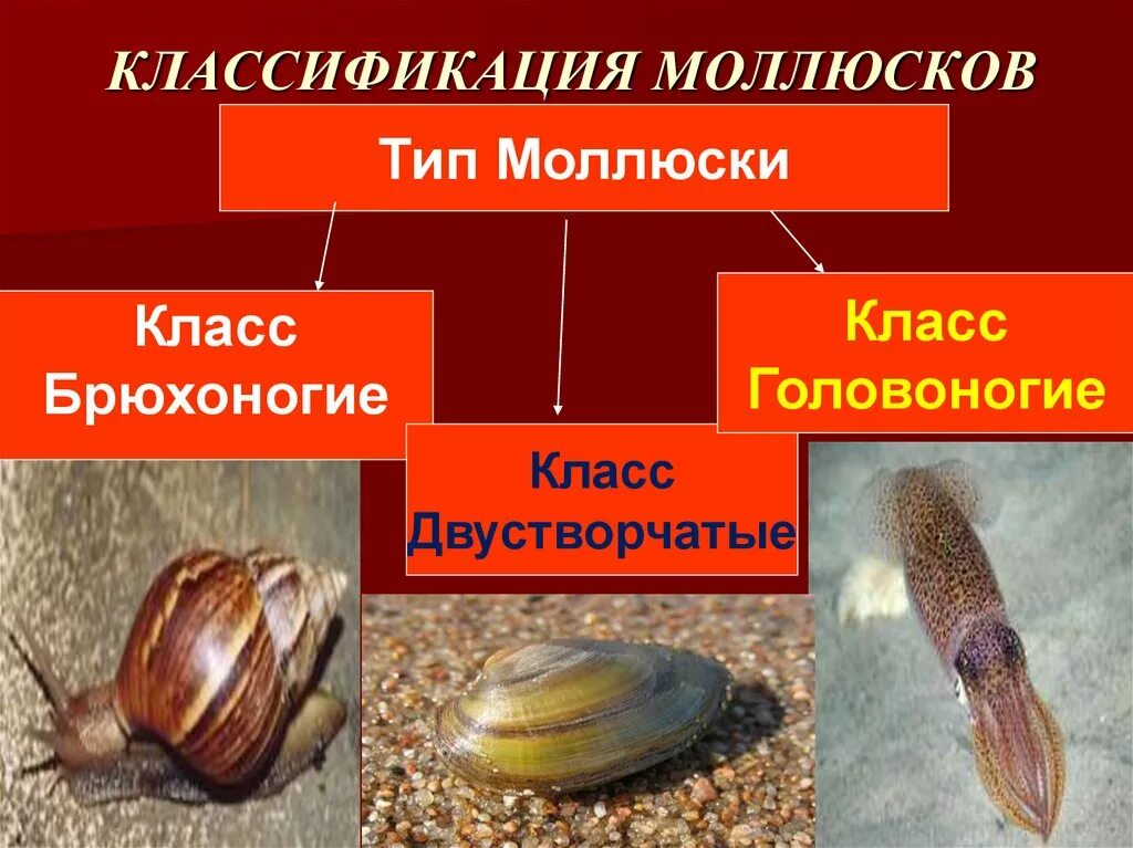 Моллюски брюхоногие двустворчатые и головоногие. Класс брюхоногие и двустворчатые моллюски. Систематика брюхоногих моллюсков 7 класс. Тип моллюски класс двухстворчатые моллюски. К классу брюхоногие относятся