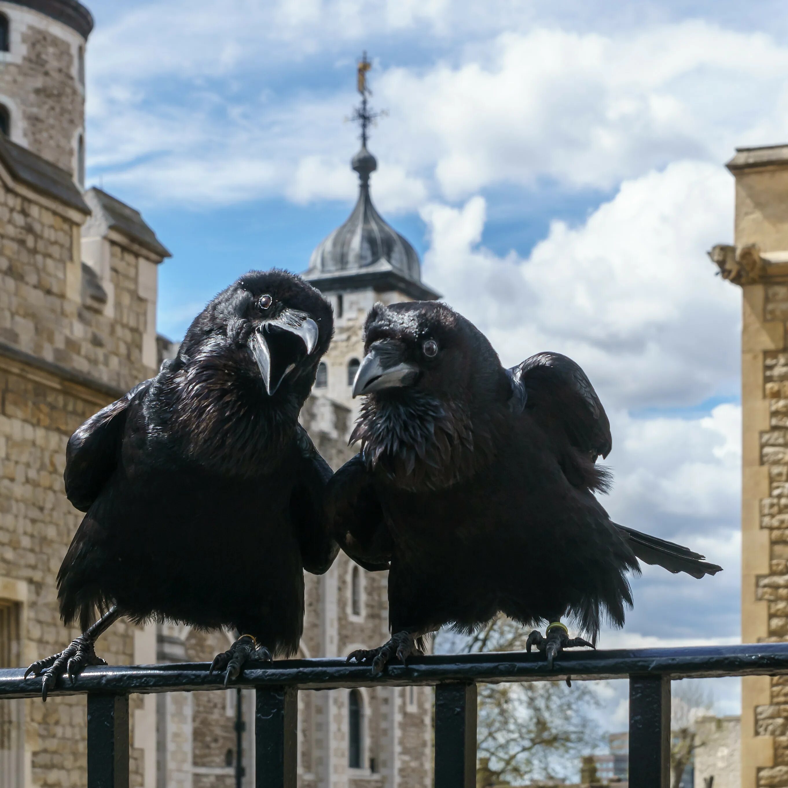 The ravens are the unique. Тауэр в Лондоне вороны. Лондонский Тауэр черные вороны. Tower of London вороны. Шесть Воронов Лондонский Тауэр.